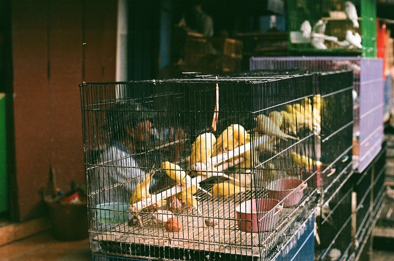 malang-bird-market-ptasi-targ-jpg